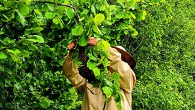 A person in protective gear handles a bee nest in a green tree near Cēsis, Latvia. - Powered by Shutterstock - Get 15% off with code: PIKWIZARD15