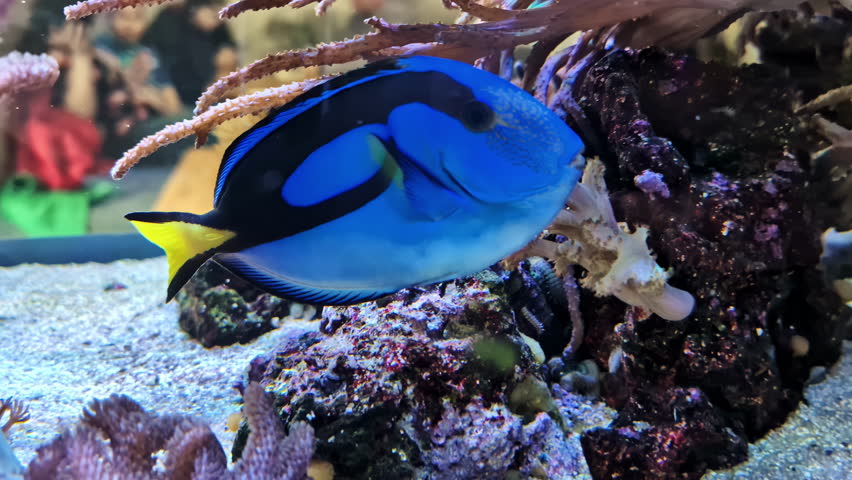 Blue Tang Swimming Inside The Aquarium In Riga, Latvia. - closeup shot