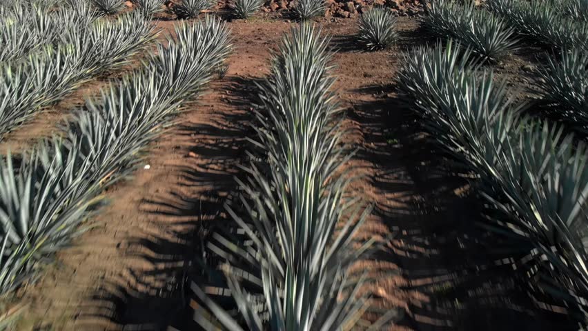 Scenic close backward shot over vast agave fields in Tequila, Jalisco, under natural light.