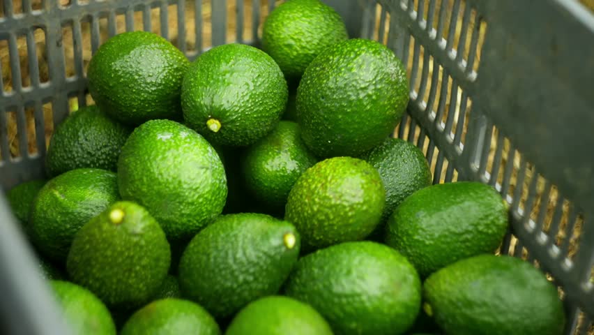 Fresh green avocados beautifully arranged in a basket, harvested from Uruapan orchards.