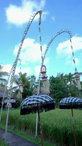 traditional balinese penjor and umbrela located in middle of rice field to celebrate galungan 