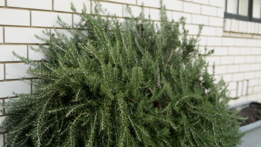 Wide view of lush rosemary bush in a backyard herb garden, perfect for sustainable cooking and gardening visuals.