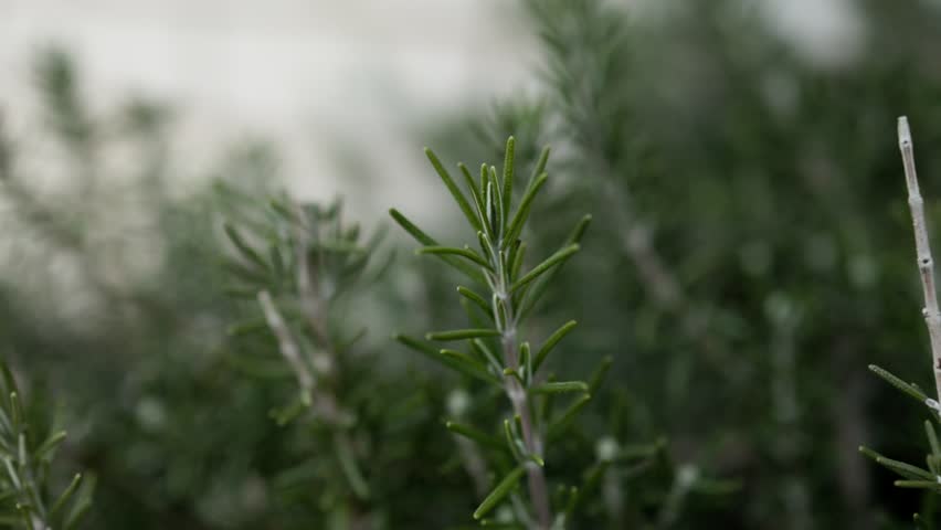 Extreme close-up macro shot of rosemary leaves on the bush, perfect for cooking and organic living themes.
