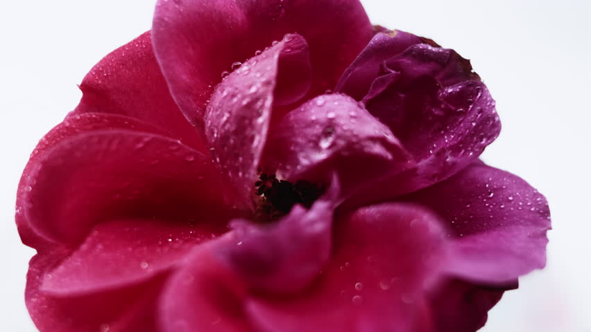 Rose petals. Wet texture. Defocused red color flower blossom water droplet flare nature floating on abstract light white background.