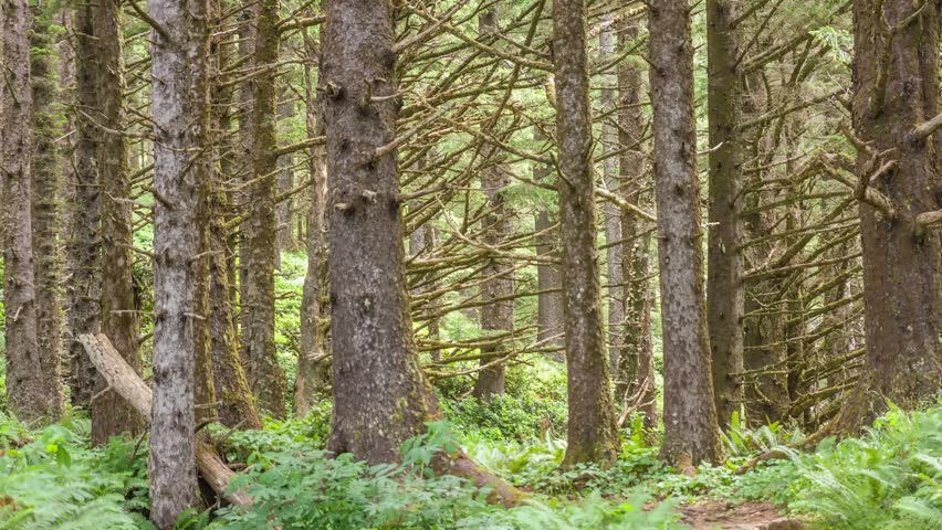 Footage shows a pine forest near Ecola Point, Oregon, with sharp-leaved trees, fresh air, and a quiet trail toward Crescent Beach, great for hiking and relaxation.