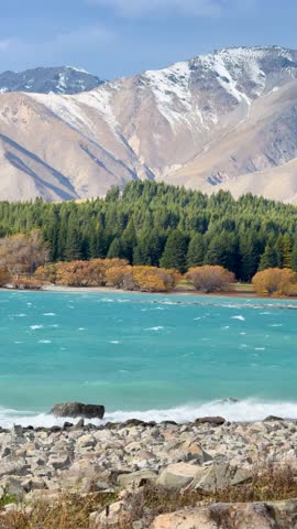 Turquoise waves churn on Lake Tekapo under bright daylight, framed by rocky shore, autumn trees, dense pine forest, and snow-capped Southern Alps. Static wide shot