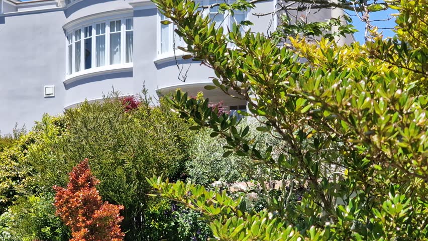 San Francisco USA, Victorian Style House Behind Tree, Expensive Homes Near Palace of Fine Arts