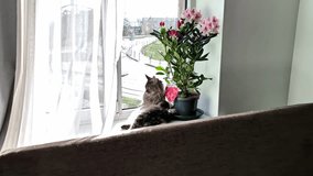 A Cat Relaxing Beside a Blooming Rhododendron on a Windowsill, Overlooking a Street in Jelgava, Latvia - Zoom In Shot - Powered by Shutterstock - Get 15% off with code: PIKWIZARD15