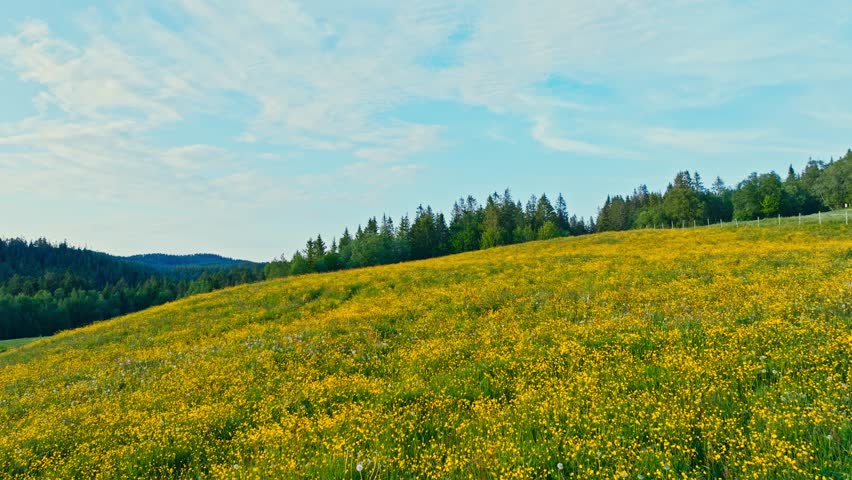 Drone Flight Over Hill With Yellow Flowers In Norway