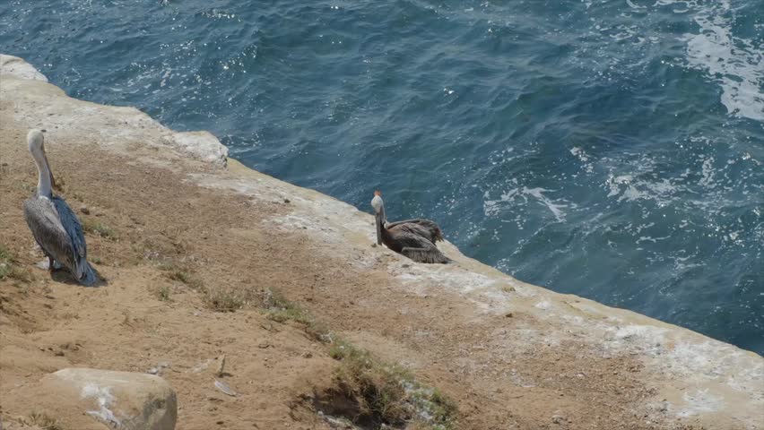 California Brown Pelican stuck in fishing line in La Jolla Cove, San Diego, California in summer time
