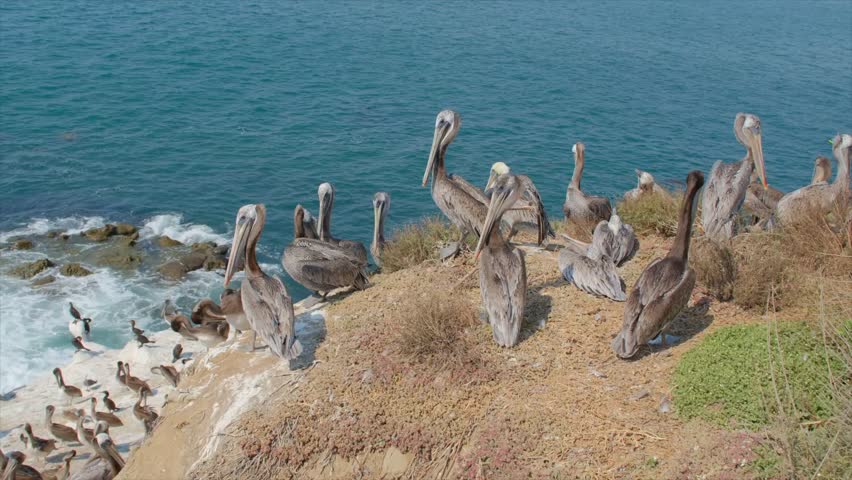 California Brown Pelicans in La Jolla Cove, San Diego, California in summer time