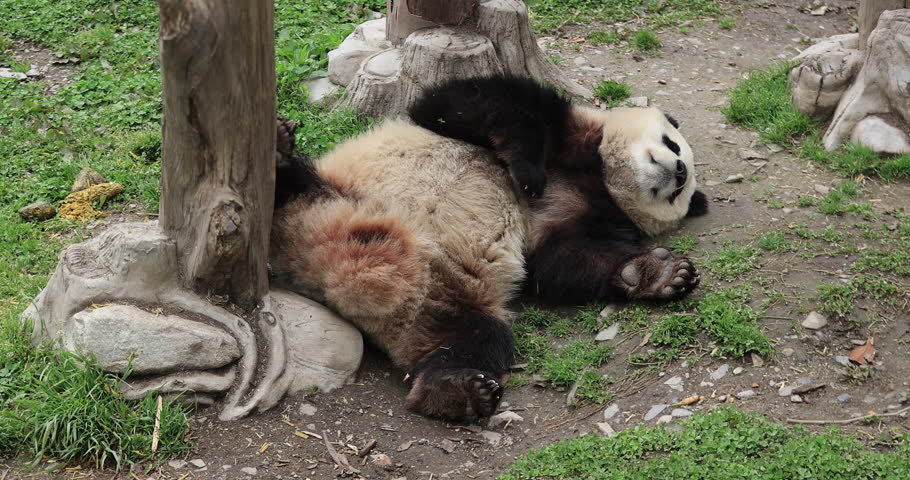 Giant panda sleeping in the zoo