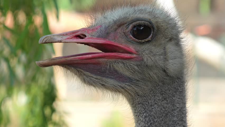 Ostrich Head Close-Up (Struthio camelus) – 120fps Slow Motion 4K Footage
