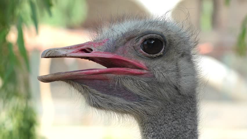 Ostrich Head Close-Up (Struthio camelus) – 120fps Slow Motion 4K Footage