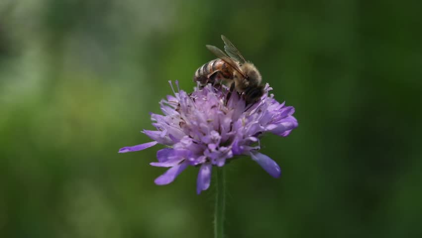 A bee collecting floral nectar from a purple flower.