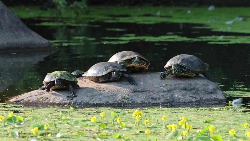 red ear slider turtles sunning themselves on a rock in a pond lake (prospect park brooklyn outdoor wildlife city urban reptile) reptiles close up nature telephoto photography moving resting creek