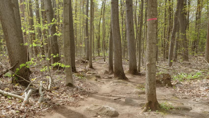 A cyclist riding through a rugged forest trail surrounded by tall trees and scattered rocks in spring