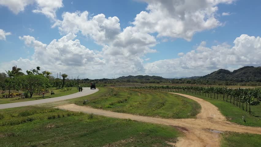 An Aerial view of farmland with banana trees, dirt roads, and hills beneath a bright blue sky with clouds