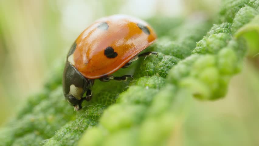 Macro of ladybug on plant stem establishing natural insect detailed life feeding and crawling in summer light