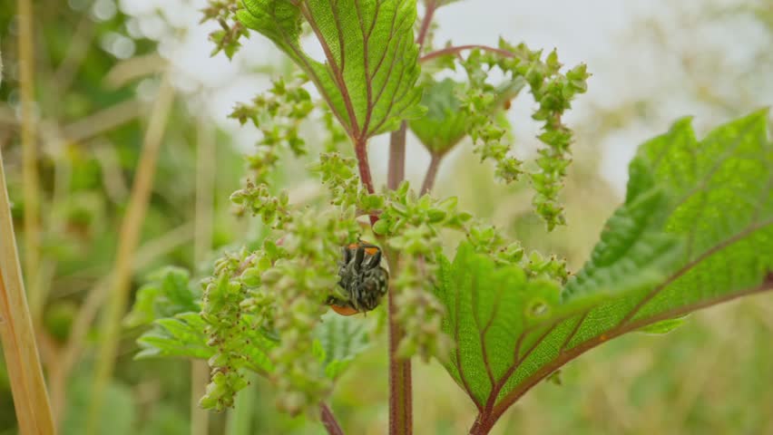 Ladybug resting on green nettle in summer establishing natural insect detailed life feeding and crawling