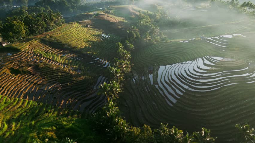Belimbing Rice Terrace in Bali awakens at sunrise with soft low light and mist gently rolling over vibrant green paddies. The peaceful morning atmosphere highlights the lush tropical landscape.
