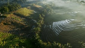 Belimbing Rice Terrace in Bali awakens at sunrise with soft low light and mist gently rolling over vibrant green paddies. The peaceful morning atmosphere highlights the lush tropical landscape. - Powered by Shutterstock - Get 15% off with code: PIKWIZARD15