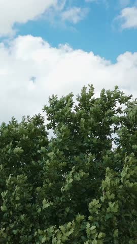 Tall common oak (Quercus robur) trees move in the breeze beneath a bright blue sky with scattered clouds, captured in vertical framing on a windy day.