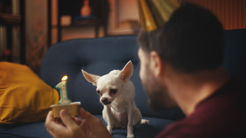 Man in party hat celebrating Chihuahua dog's birthday, presenting wet food