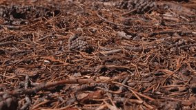 A closeup footage of busy ants rush across a dry forest bed layered with pinecones, needles, and twigs on a sunny day - Powered by Shutterstock - Get 15% off with code: PIKWIZARD15