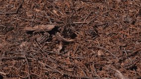 A closeup footage of hundreds of ants scatter on sunlit forest floor, weaving through needles, pinecones, and dry twigs - Powered by Shutterstock - Get 15% off with code: PIKWIZARD15
