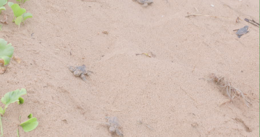 a tracking shot of loggerhead turtle hatchlings approaching in the dunes at mon repos beach of bundaberg, australia