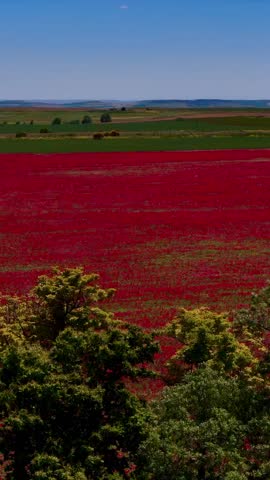 A drone vertical view of Red poppy fields expand across rural farmland with trees in the foreground and horizon layers behind