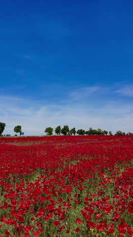 A vertical Drone view of a wide red poppy field stretches to the horizon with a clear blue sky and scattered green trees