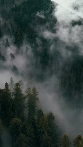 A vertical view of mist weaving through towering pine trees in a dense mountain forest, creating a serene and mysterious atmosphere