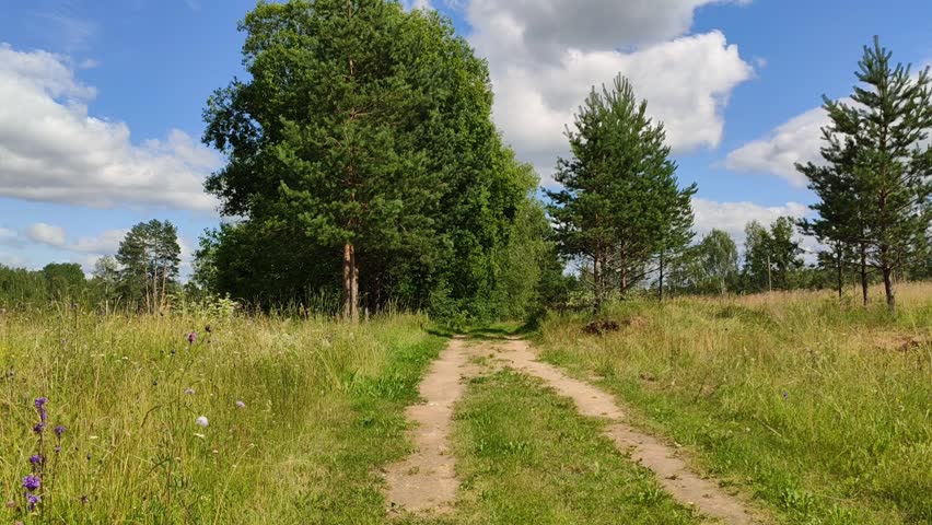 Wildflowers blooming near woodland footpath.