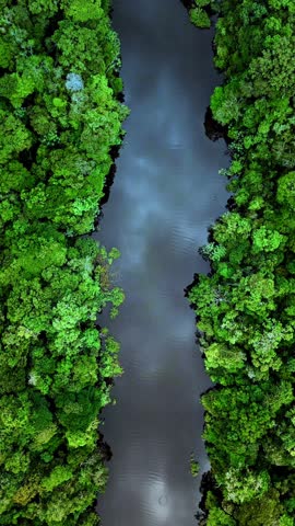 A vertical aerial footage of lush green Amazon rainforest flanks calm river water, showcasing vibrant nature in Peru's tropical jungle