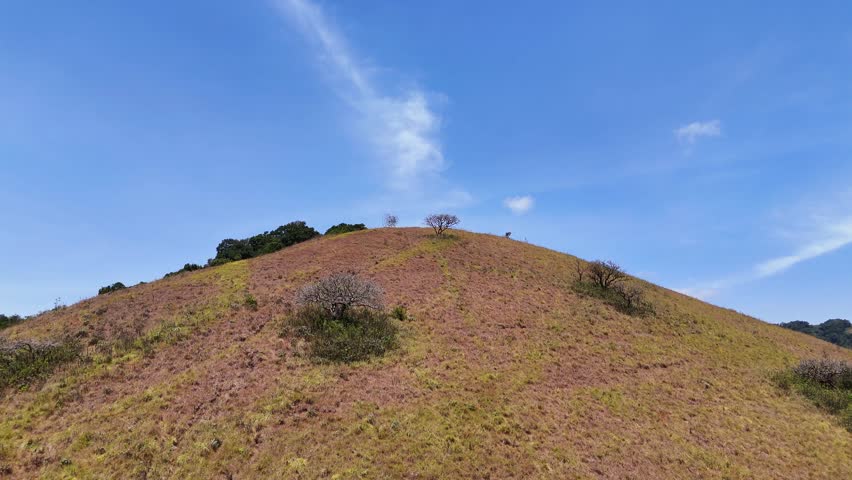 A steep grassy hillside with sparse shrubs beneath a bright blue sky in Chyulu Hills National Park, Kenya