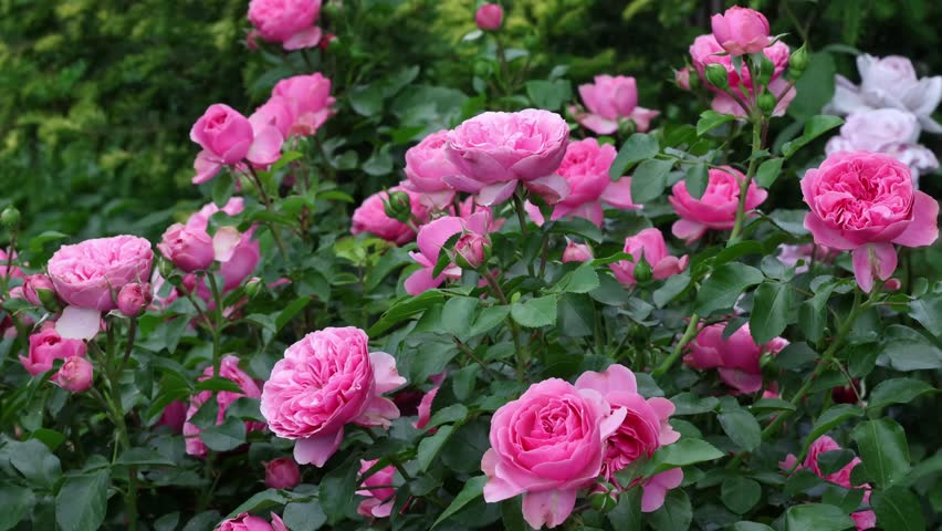 Pink Rose Leonardo da Vinci. Beautiful Blooming Pink Rose Flower in the Garden in Summer Day Outdoors