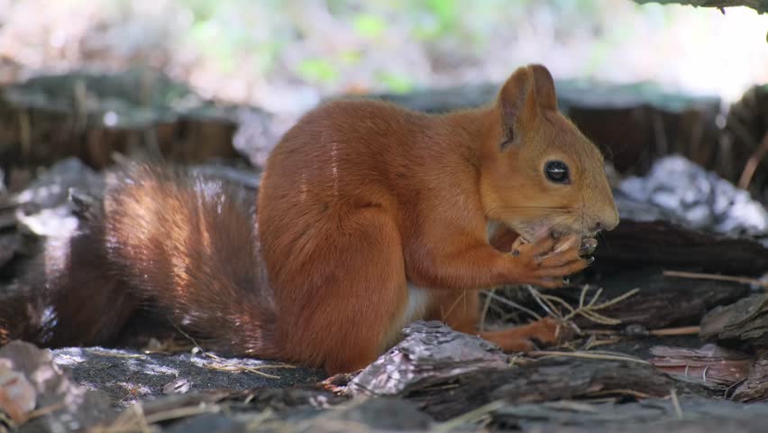 Wild Red Squirrel Eating a Nut in Natural Habitat. Squirrel Nibbling a Nut. Wild Squirrel Munching on a Nut in Sunlight Close-up