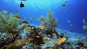 Blue Water Background Fish. Underwater sea fish. Tropical fish reef marine. Colourful underwater seascape. Reef coral scene. Coral garden seascape. Colourful tropical coral reefs. - Powered by Shutterstock - Get 15% off with code: PIKWIZARD15