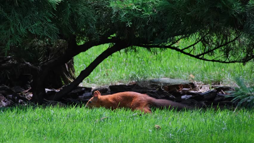 Wild Red Squirrel in Natural Habitat. Close-Up of a Red Squirrel Outdoors