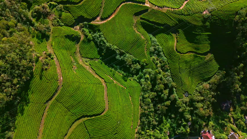 Aerial view tilting over lush green, tea valleys of Munnar hill station, India