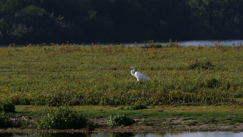 A great egret bird (Ardea alba) walking along the planted, grassy lake shore in the wetlands on a sunny day