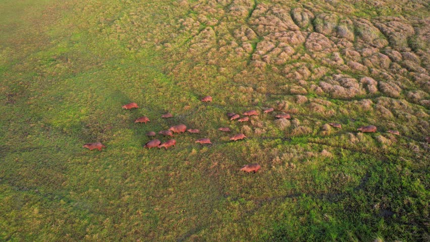 Top-down aerial view of a large herd of capybaras walking across the grassy plains of the Llanos, Venezuela.