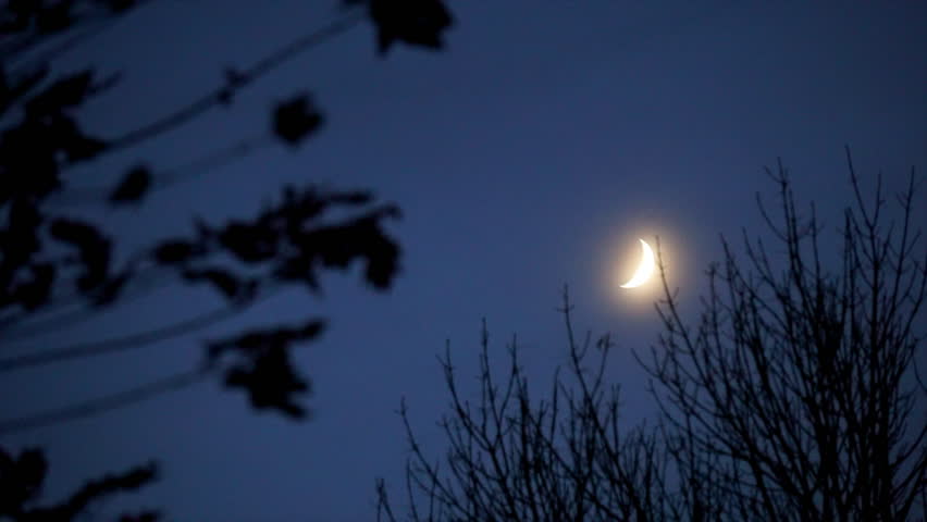 Crescent moon in night sky with tree limbs.