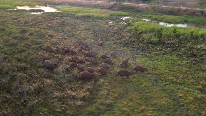 Aerial orbit at sunrise of Llanos tropical grassland with a group of capybaras and ducks, bathed in warm golden light, capturing the beauty of South American wildlife, Venezuela.