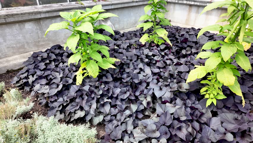 Black heart sweet potato vine growing near other plants in a garden
