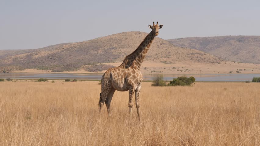 Dynamic wrap around tall giraffe standing in dry grass savannah