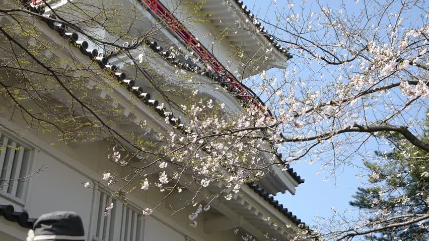 Japanese Cherry Blossoms and Japanese Castle