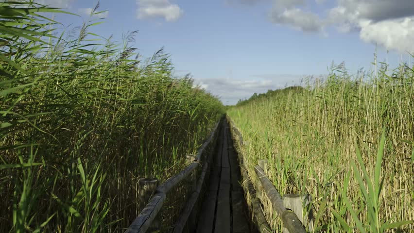 Wooden trail in the reeds of the lake. A tranquil wooden boardwalk winds through dense reeds and wetlands, leading by a serene lake. High quality 4k footage. Kaniers. Latvia